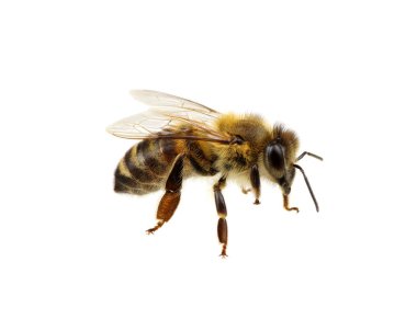 Arı beyazı izole etti.