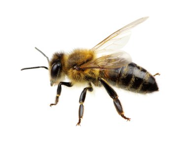 Arı beyazı izole etti.