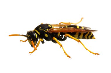 Beyaz arkaplanda yaban arısı izole