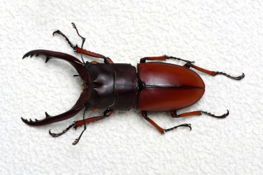 Stag beetle arka plan üzerinde izole