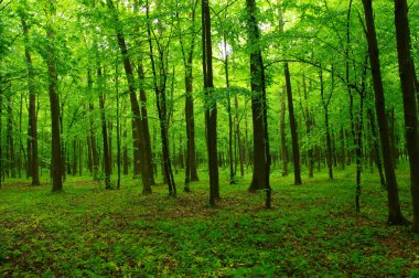 Baharda güzel yeşil orman