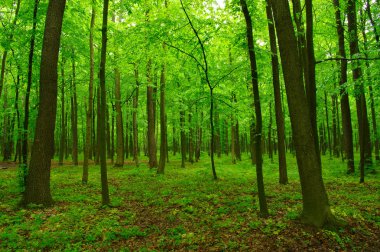 Baharda güzel yeşil orman