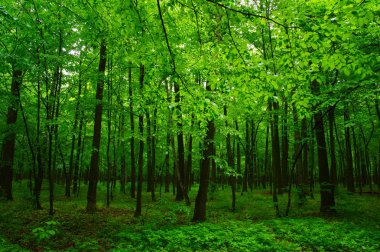 Baharda güzel yeşil orman