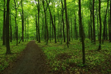 Yeşil orman ve yol