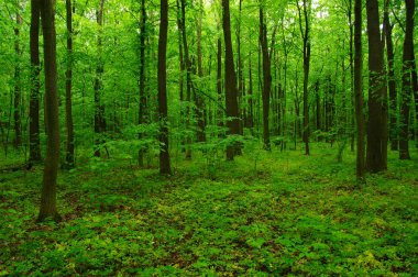 Baharda güzel yeşil orman