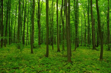 Baharda güzel yeşil orman