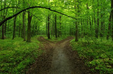 Yeşil orman ve yol