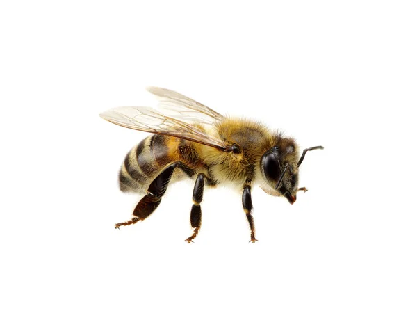 Biene Isoliert Auf Dem Weißen — Stockfoto