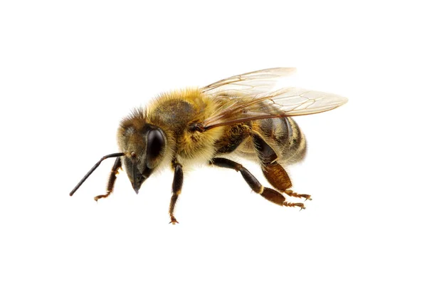 Bee Isolerad Den Vita — Stockfoto