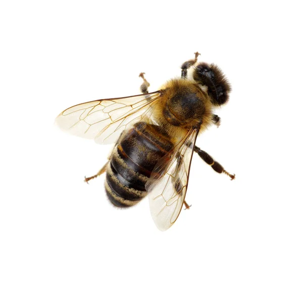 Biene Isoliert Auf Dem Weißen — Stockfoto