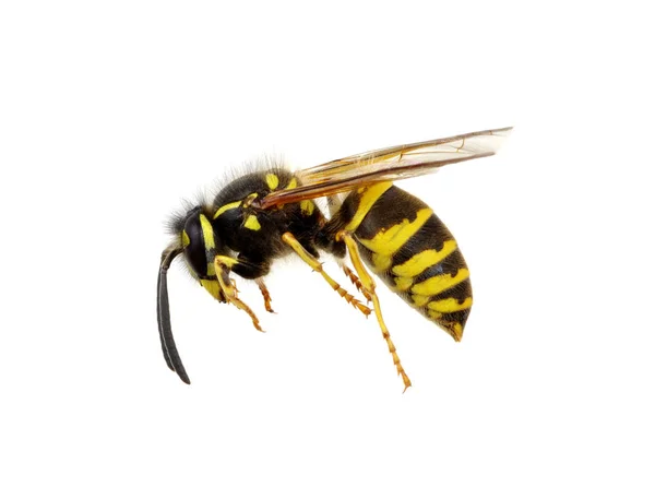 Wasp Isolated White Background — Stock Photo, Image