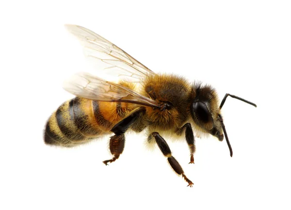 Abeja Aislada Blanco — Foto de Stock