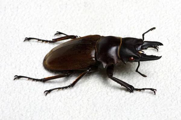 Stag Beetle Arka Plan Üzerinde Izole — Stok fotoğraf