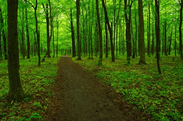 Floresta Verde Caminho — Fotografia de Stock