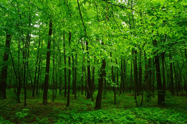Piękny Zielony Las Wiosną — Zdjęcie stockowe