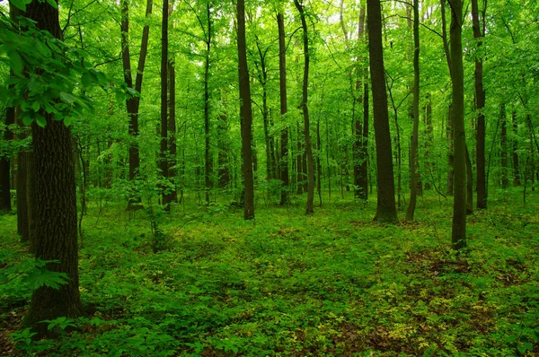 Schöner Grüner Wald Frühling — Stockfoto