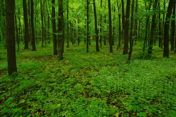 Schöner Grüner Wald Frühling — Stockfoto