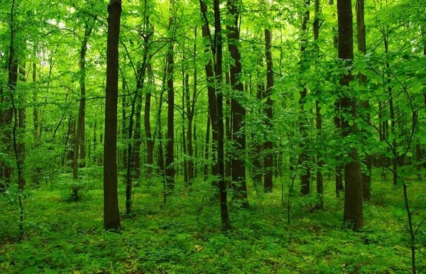 Prachtig Groen Bos Het Voorjaar — Stockfoto