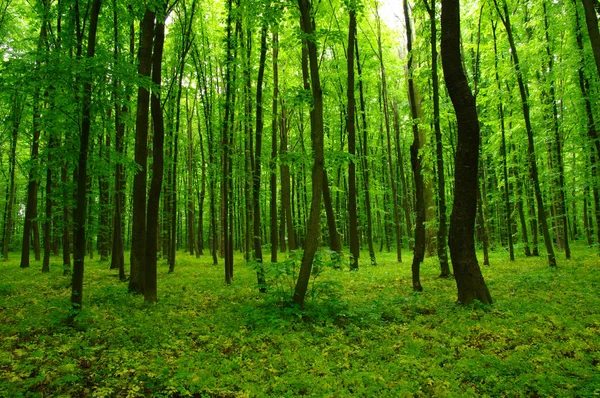 Hermoso Bosque Verde Primavera —  Fotos de Stock