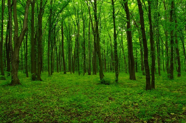 Beautiful Green Forest Spring — Stock Photo, Image