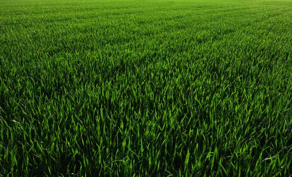 Achtergrond Van Een Groen Gras — Stockfoto