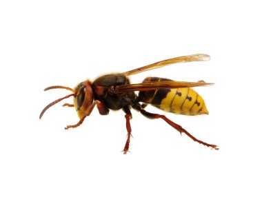 Beyaz izole hornet