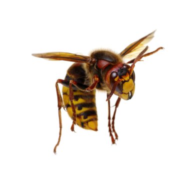 Beyaz izole hornet