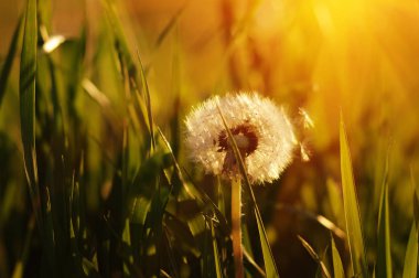 Karahindiba tarlada güneşte
