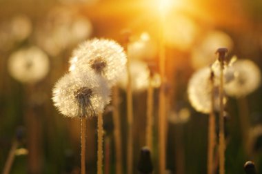 Karahindiba tarlada güneşte