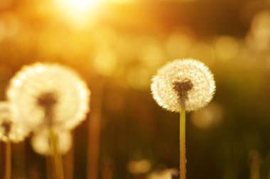 Karahindiba tarlada güneşte