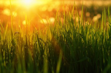 Güneş ışını ile yeşil çim arka plan. Parlak doğal bokeh. Yumuşak odak. Soyut doğa arka plan .