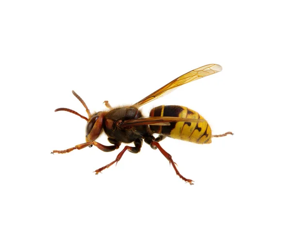 Hornet Isolated White — Stock Photo, Image