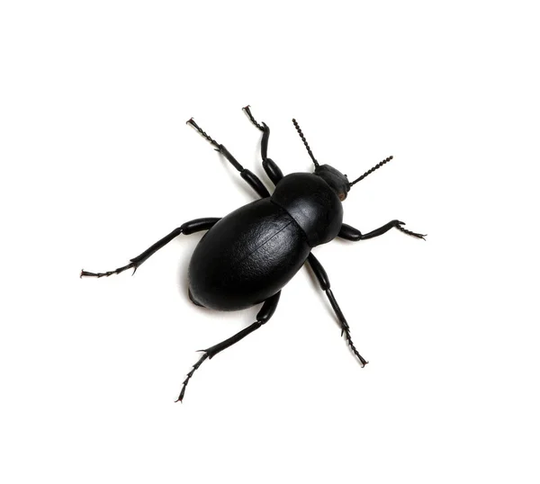 Escarabajo Negro Aislado Blanco —  Fotos de Stock