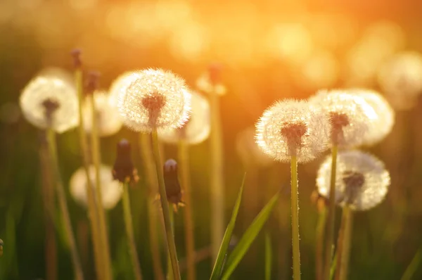 Denti Leone Sole Sul Campo — Foto Stock