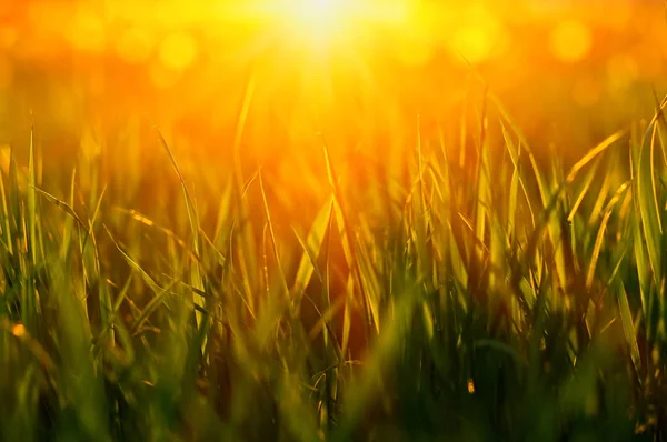 Fundo Grama Verde Com Feixe Sol Bokeh Natural Brilhante Foco — Fotografia de Stock
