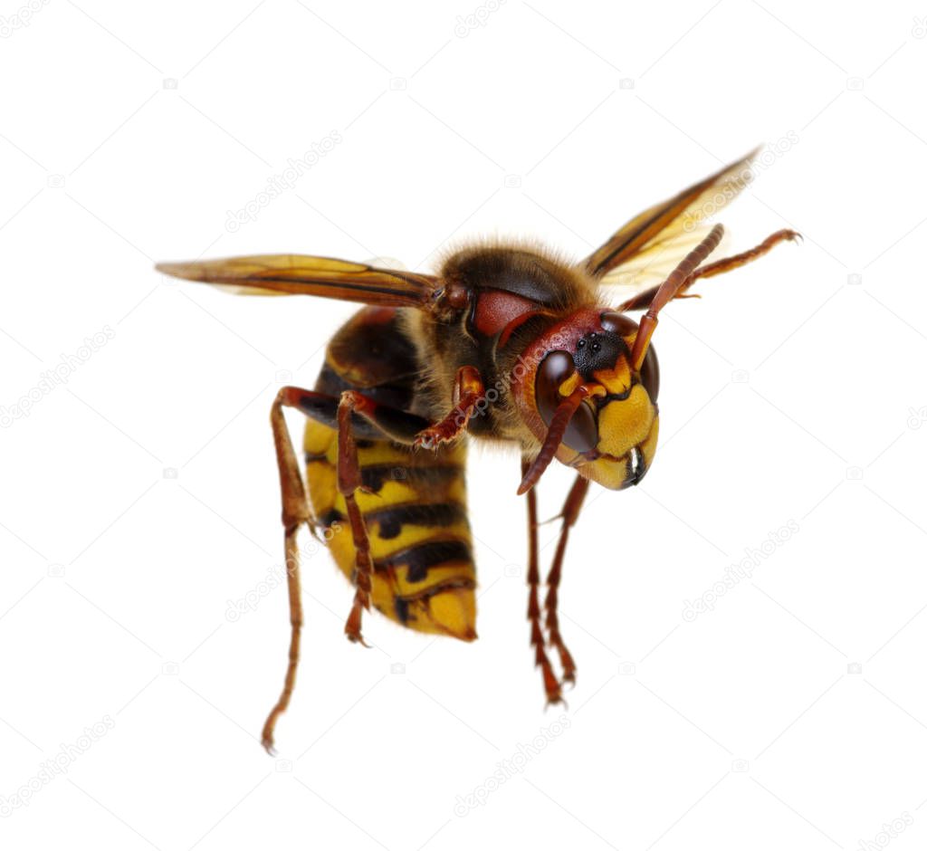 hornet isolated on white