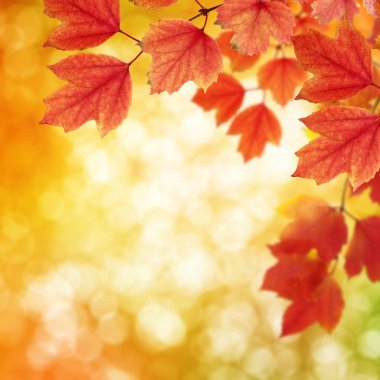  Arka planda sonbahar yaprakları bulanık