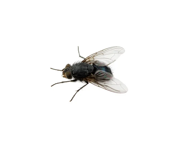 Mosca Aislada Sobre Blanco — Foto de Stock