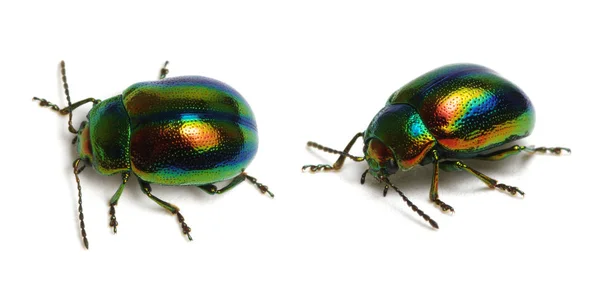 Coléoptère Des Feuilles Chrysolina Graminis Isolé Sur Fond Blanc — Photo