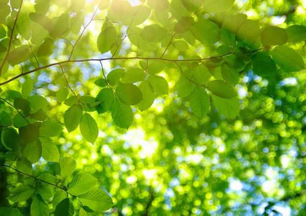 春の緑の葉と太陽 — ストック写真