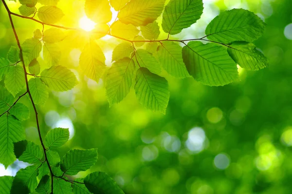 Solen Strålar Och Gröna Blad Färsk Träd Lövverk Ram Naturliga — Stockfoto