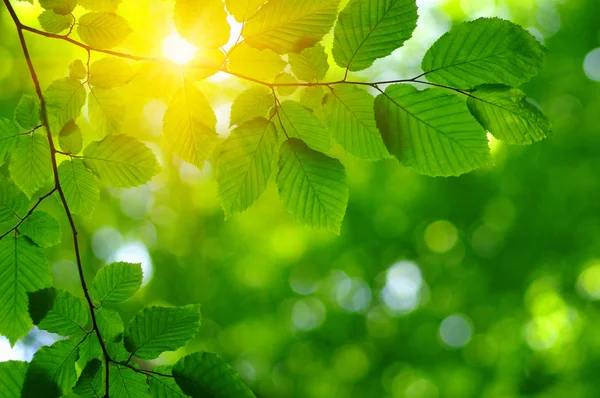 Zon Balken Groene Bladeren Verse Boom Gebladerte Frame Natuurlijke Lente — Stockfoto