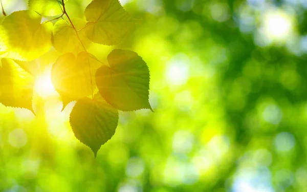緑の葉に太陽が輝いています 自然の背景 — ストック写真