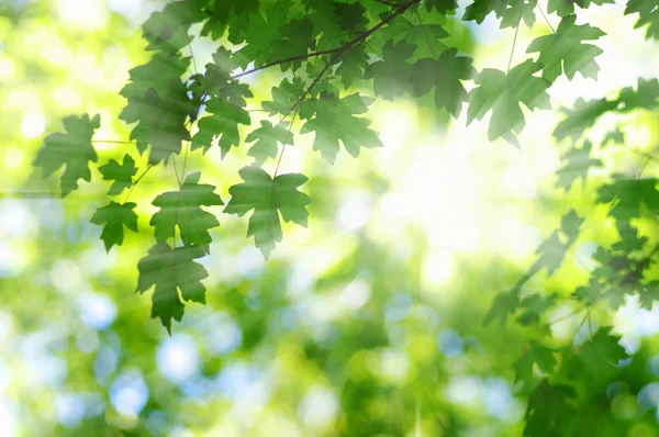 Zielone Liście Słońce Wiosną — Zdjęcie stockowe