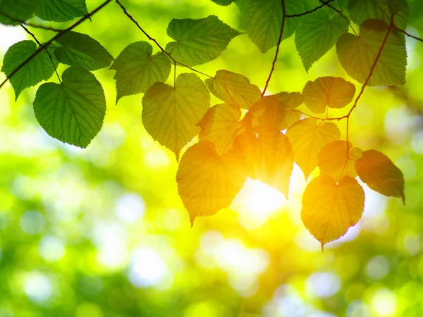 Solen Strålar Och Gröna Blad Färsk Träd Lövverk Ram Naturliga — Stockfoto