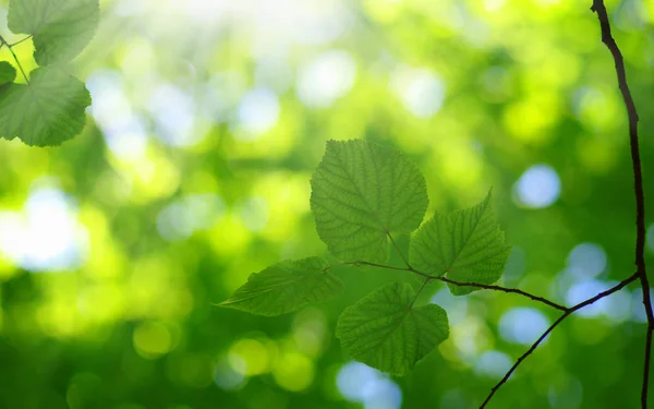 Gröna Blad Och Sol Våren — Stockfoto