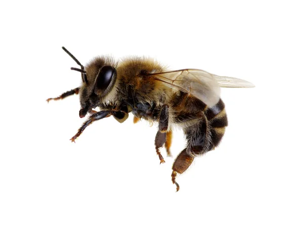 Včela Izolované Bílém Pozadí — Stock fotografie