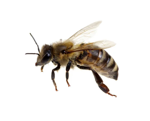 Bijen Geïsoleerd Witte Achtergrond — Stockfoto