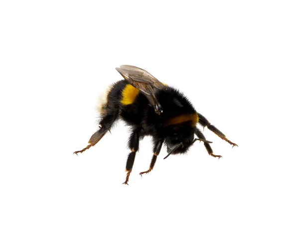 Bumblebee Isolado Fundo Branco — Fotografia de Stock