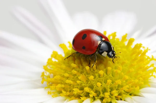 Ladybug Sits Flower Royalty Free Stock Images